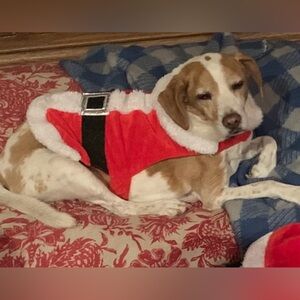 Red Santa Dog Costume